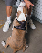 Dixxon Mesh Dog Harness - Black | Dixxon Flannel Co.