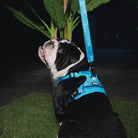 Dixxon Mesh Dog Harness - Blue - Dixxon Flannel Co.