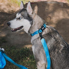 Dixxon Dog Leash - Blue - Dixxon Flannel Co.