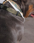 Dixxon Dog Collar - O.D. Green
