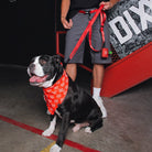 Dixxon Dog Leash - Red