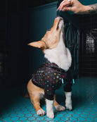 Bougie Dog Hood - Multi Drip - Dixxon Flannel Co.