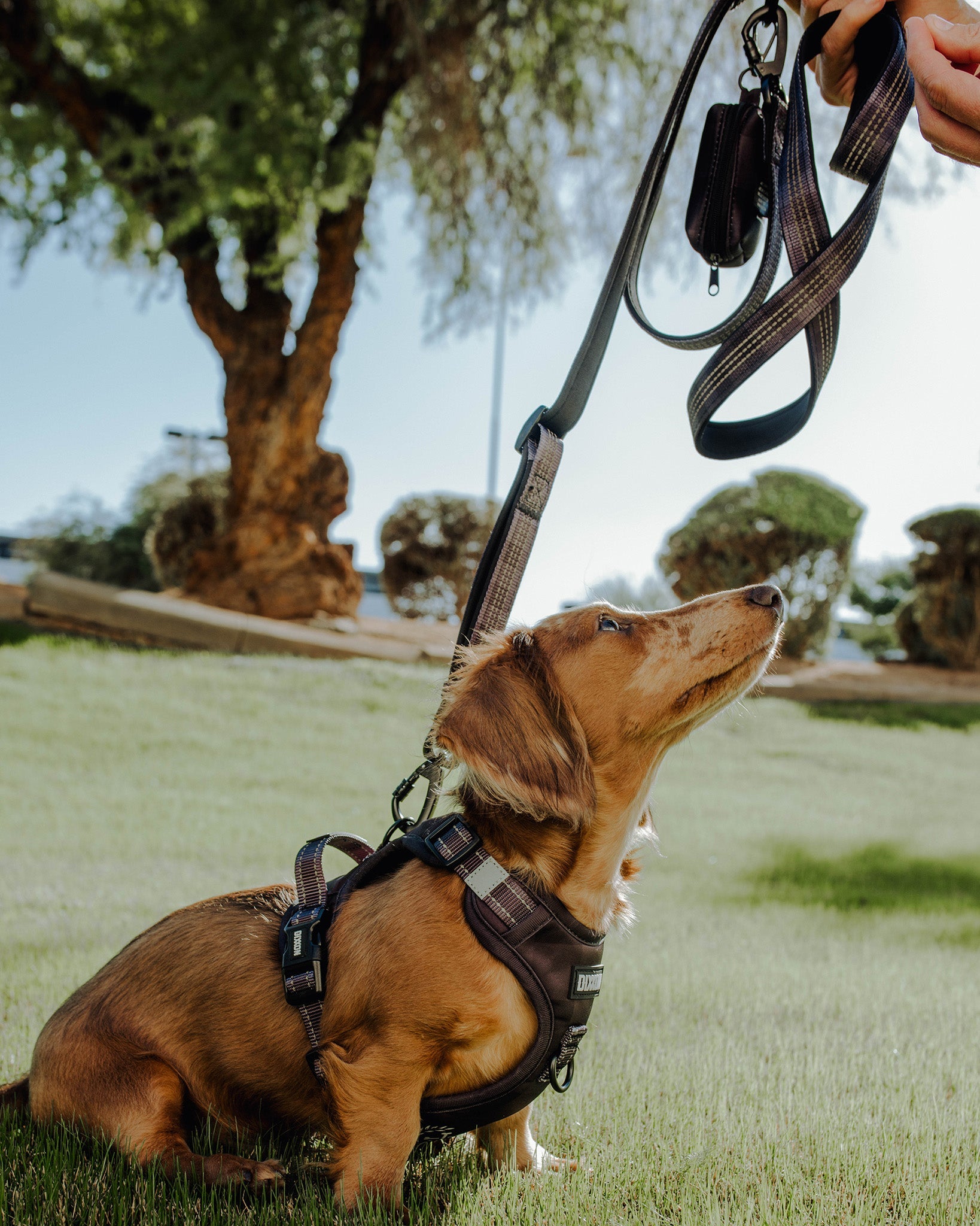 Polyester Dog Leash - Murked - Dixxon Flannel Co.