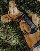 Mesh Dog Harness - Murked - Dixxon Flannel Co.