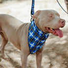 Dog Bandana - Aruba - Dixxon Flannel Co. 