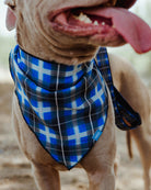 Dog Bandana - Aruba - Dixxon Flannel Co. 