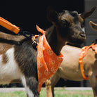 Polyester Dog Bandana - Floro Orange - Dixxon Flannel Co.