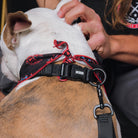 Dixxon Dog Collar - Black | Dixxon Flannel Co.