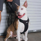 Dixxon Mesh Dog Harness - Black | Dixxon Flannel Co.