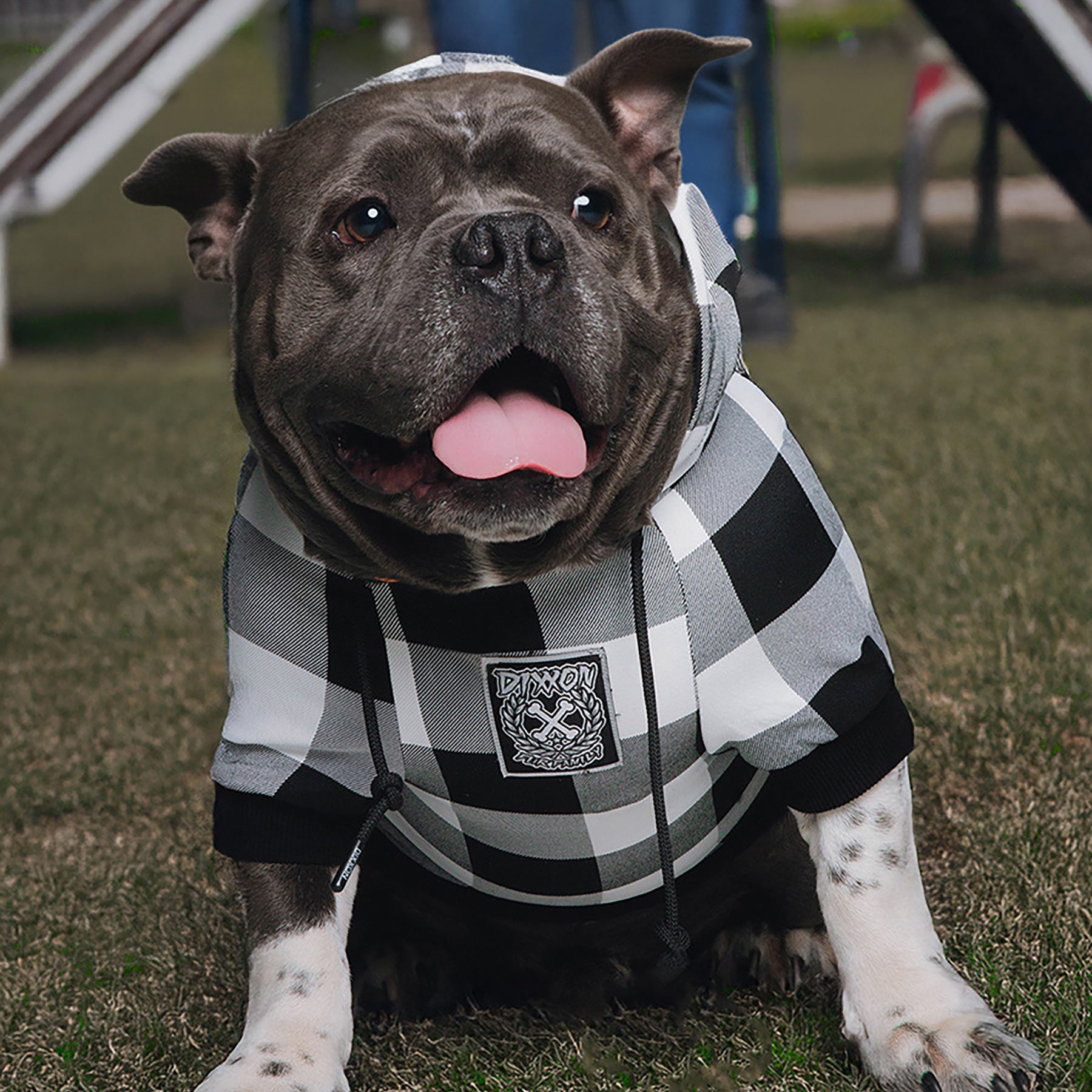 Dog Hoodie - Gringo - Dixxon Flannel Co.