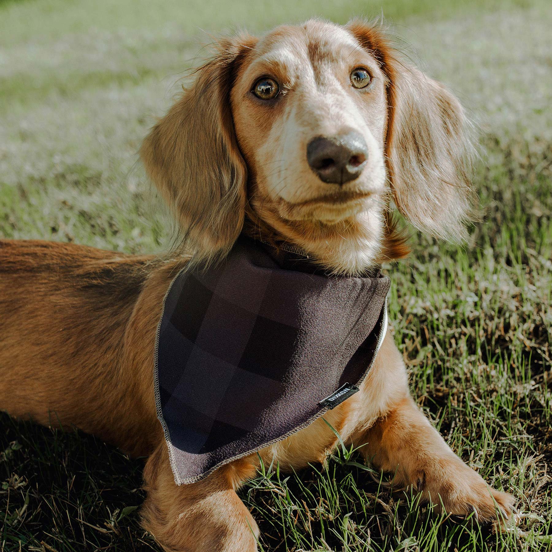 Dog Bandana - Murked | Dixxon Flannel Co. – DIXXON UK