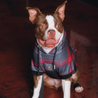 Dog Hoodie - Royal Flush | Dixxon Flannel Co.