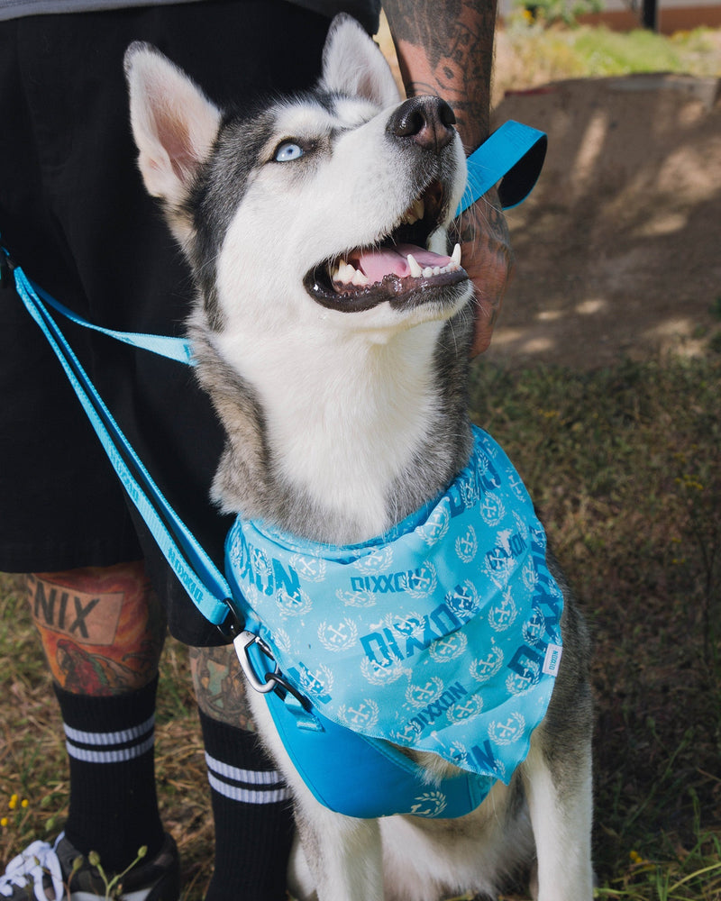 Blue Bandana Collar