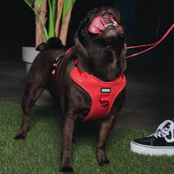 Dixxon Mesh Dog Harness - Red