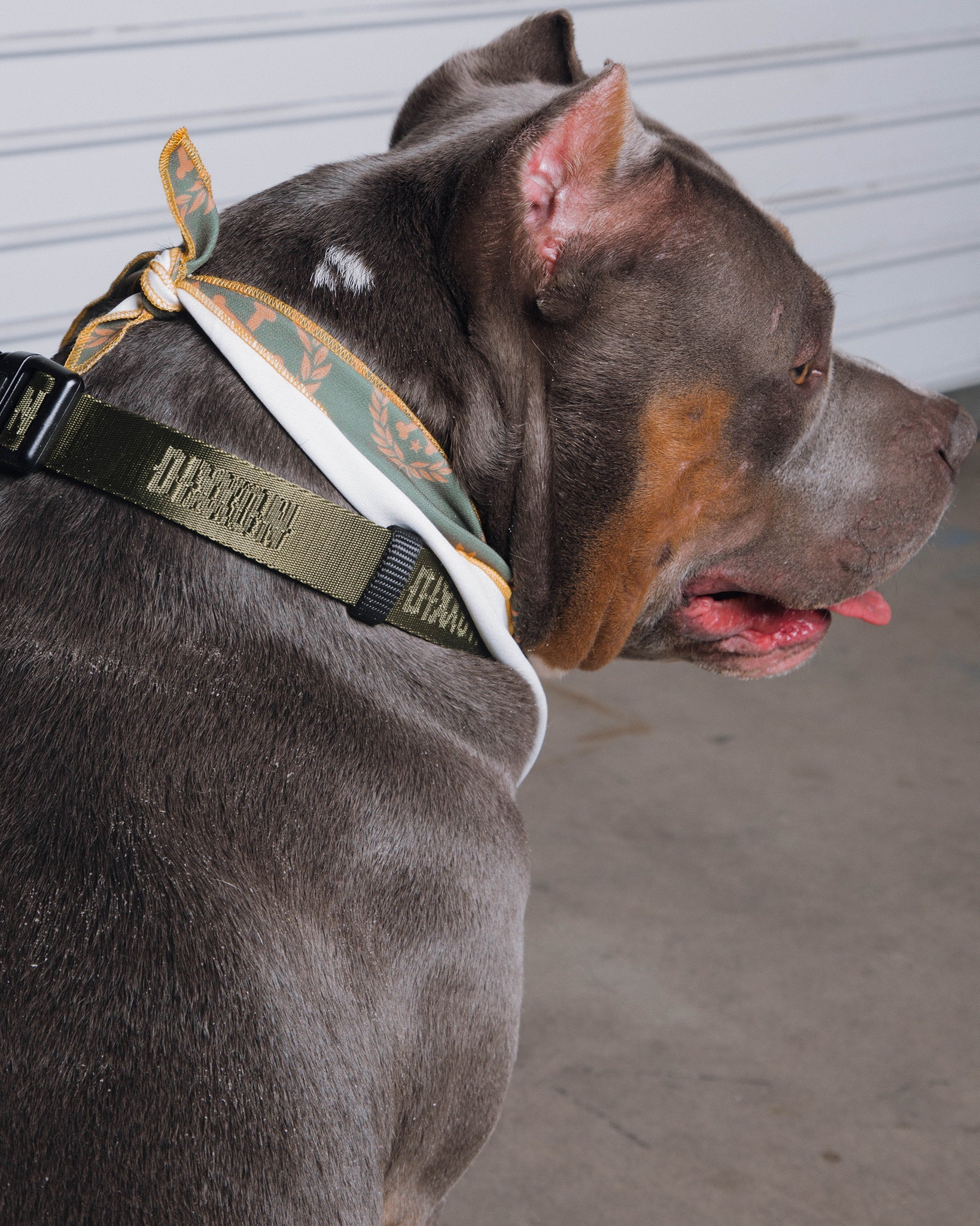 Dixxon Dog Collar - O.D. Green