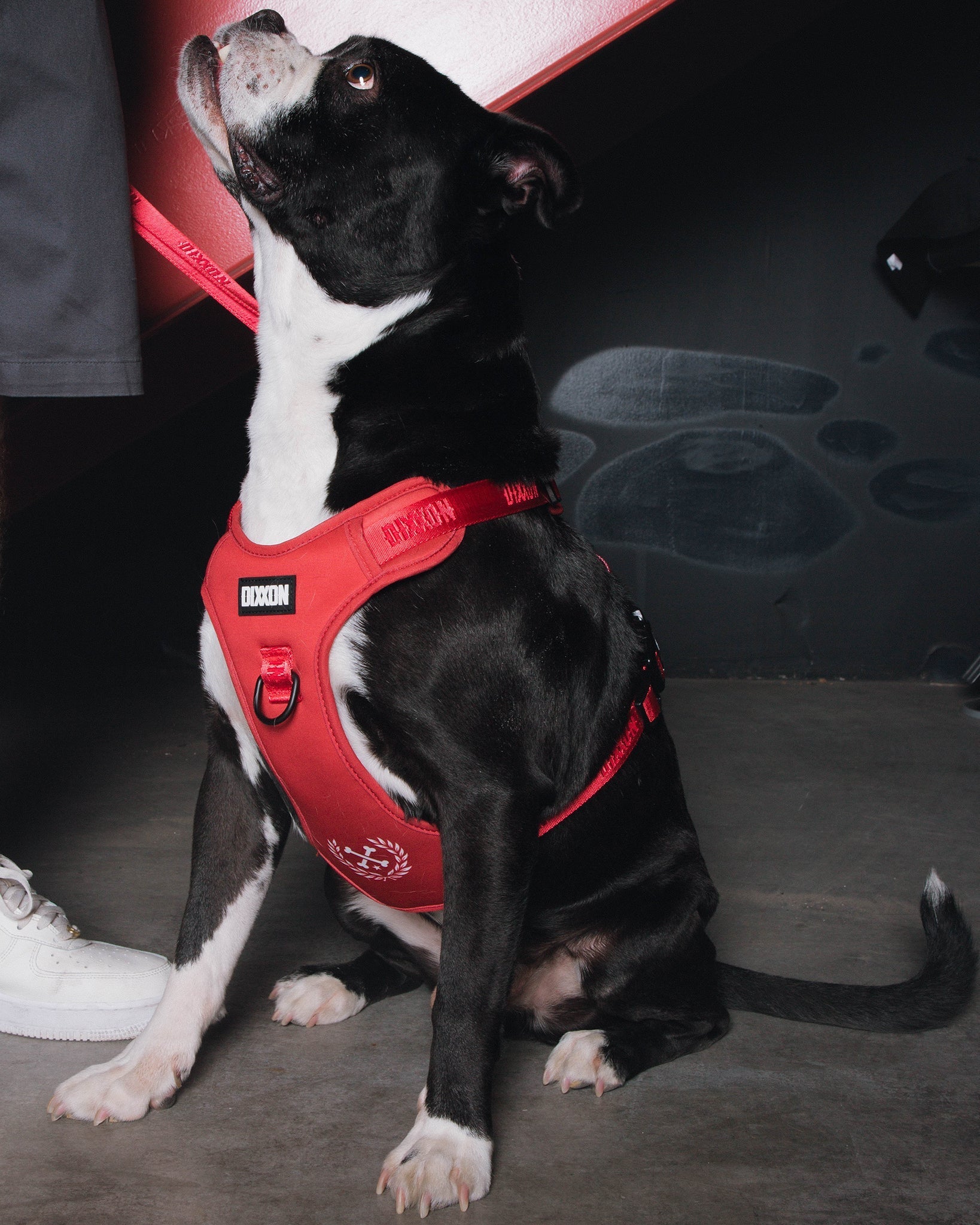 Dixxon Mesh Dog Harness - Red - Dixxon Flannel Co.